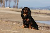 CAVALIER KING CHARLES 463